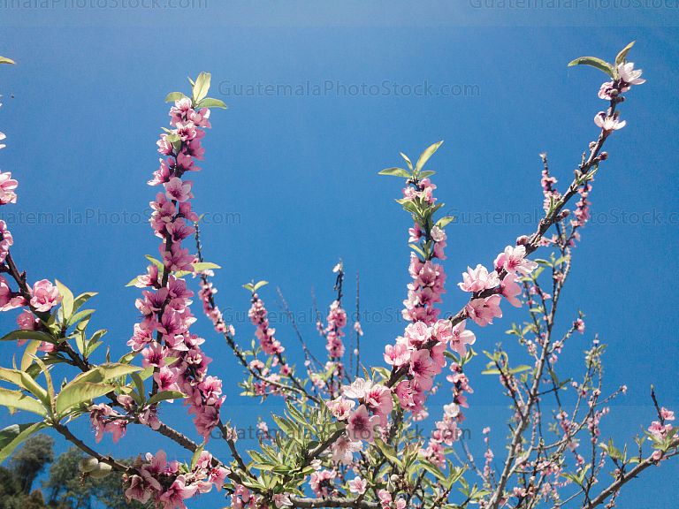 Flor de durazno