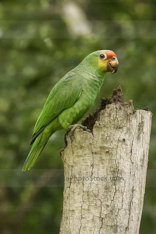 Loro verde con frente roja en hábitat natural