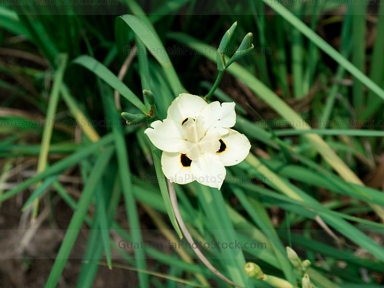 Flora