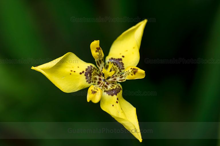 Flor amarilla