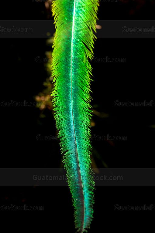 Pluma de Quetzal
