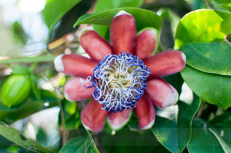 Flor de Maracuya