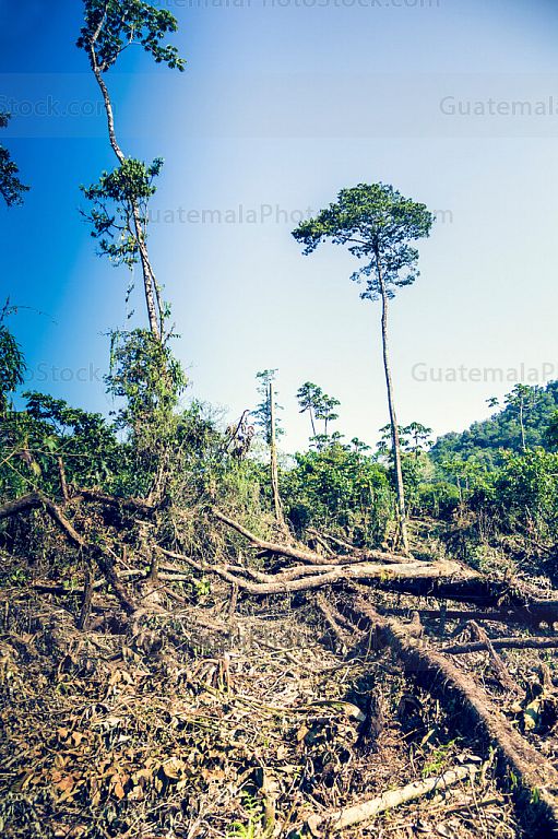 Deforestación en el Sendero hacia Laguna Maxbal