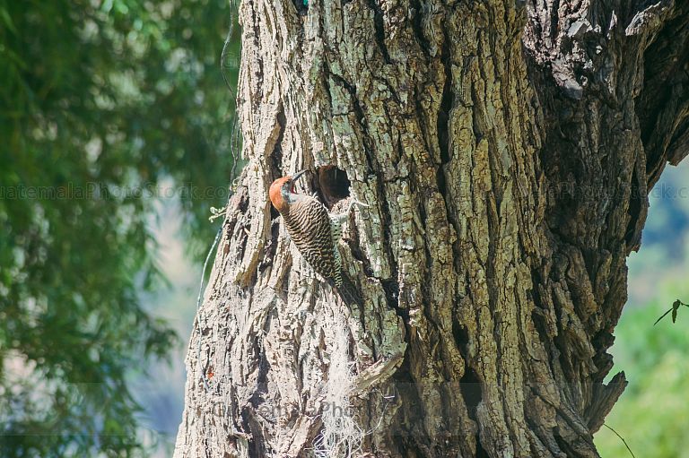 Pajaro Carpintero