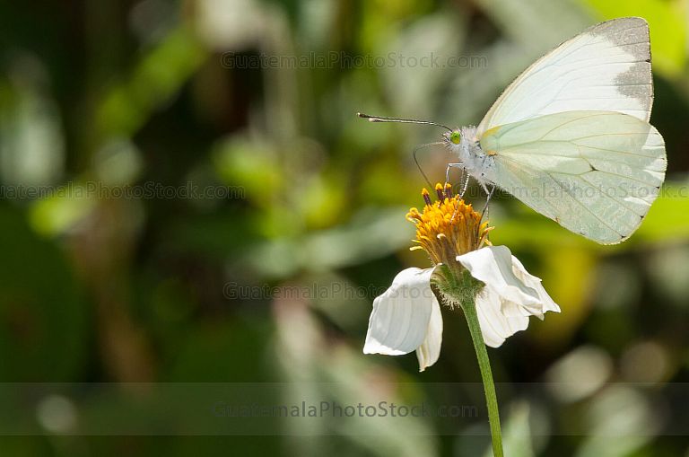 Toquillo y Mariposa