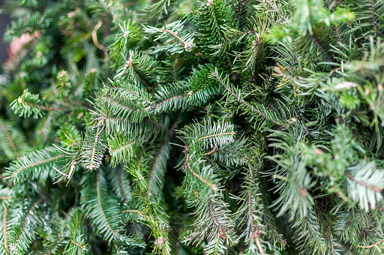 Ramas de pinabete