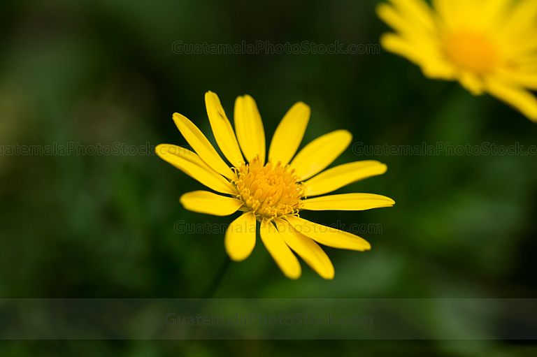 Flores amarillas