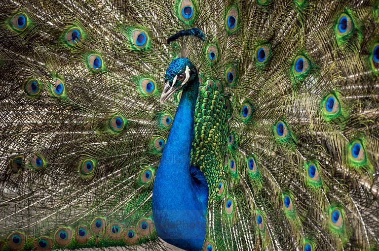 Pavo Real