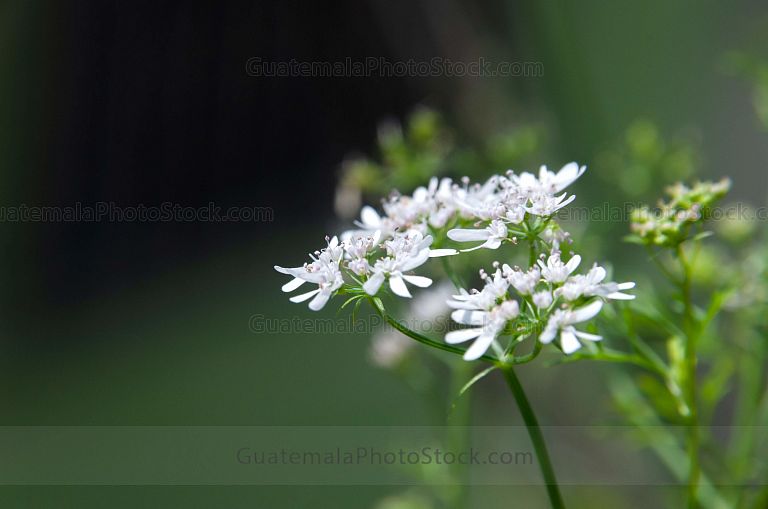 Naturaleza