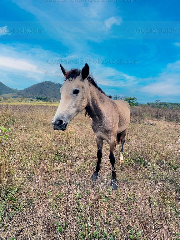 Caballo
