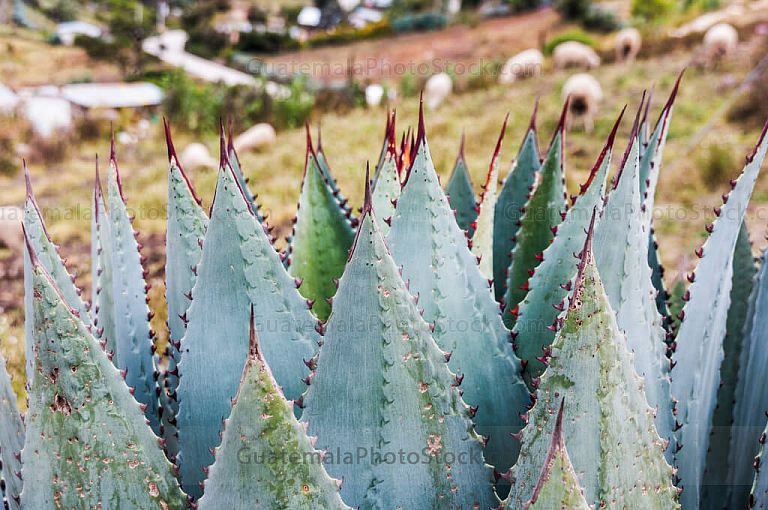Plantas y ovejas