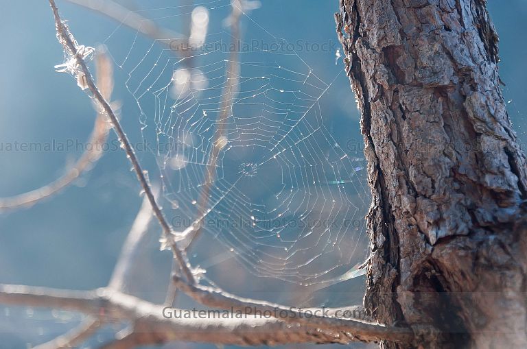 Tela de araña