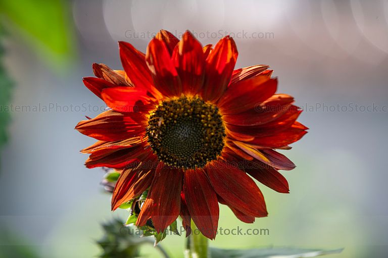 Girasol