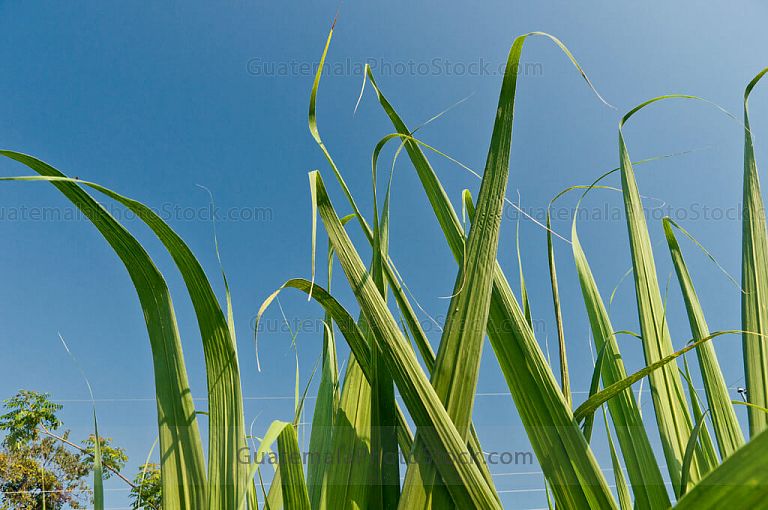 Hojas de la caña de azúcar