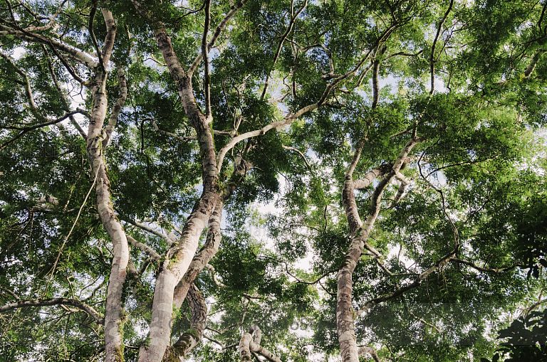 Árboles de la jungla maya