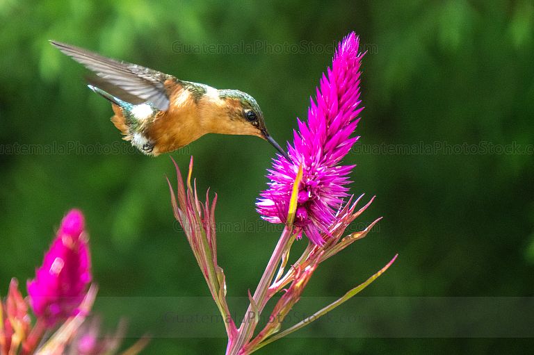 Colibri