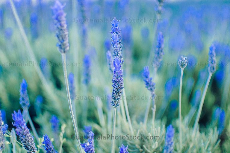 Campo de lavanda
