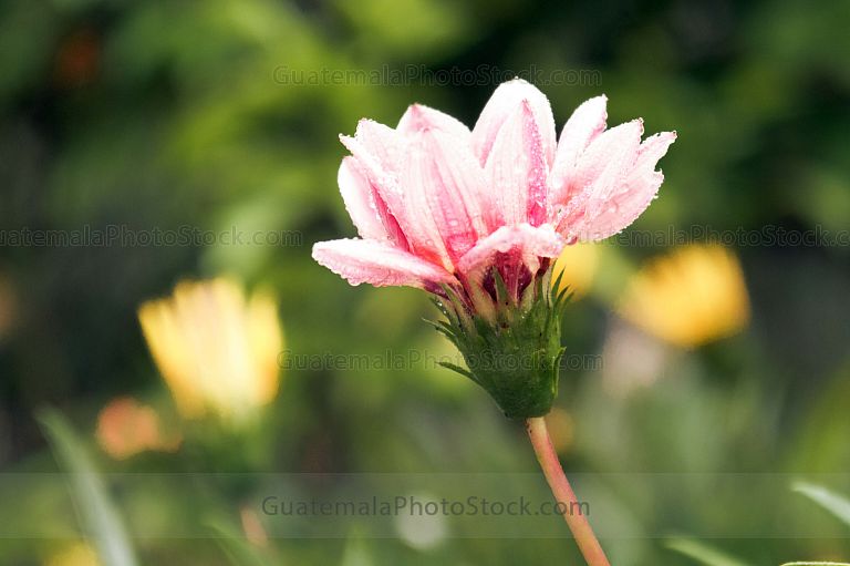 Flora guatemalteca