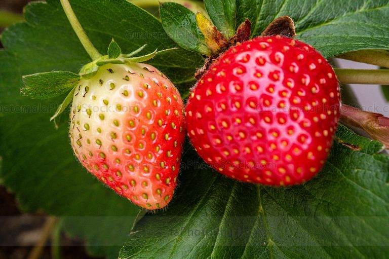 Fresas