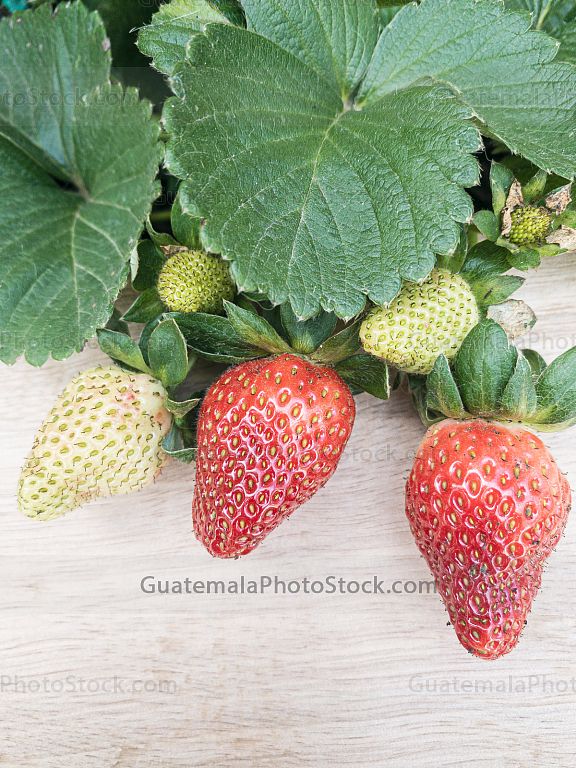 Fresas