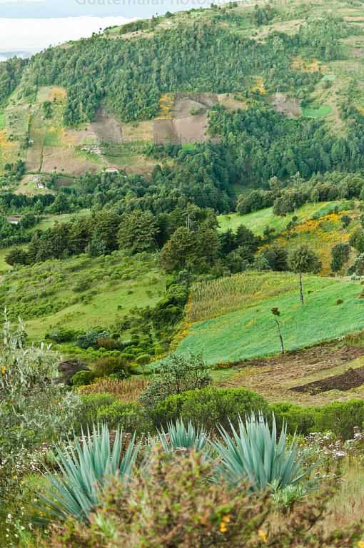 Campos de cultivo
