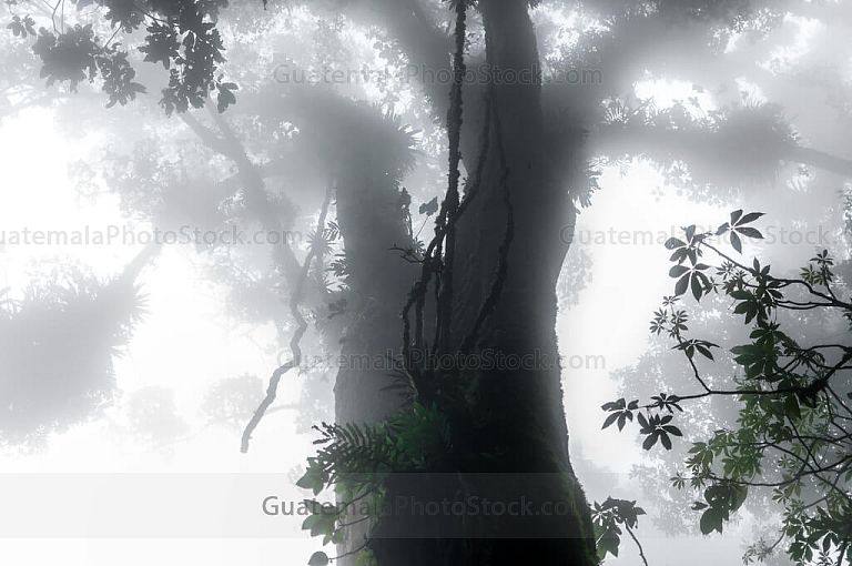 Copa de los arboles entre las nubes