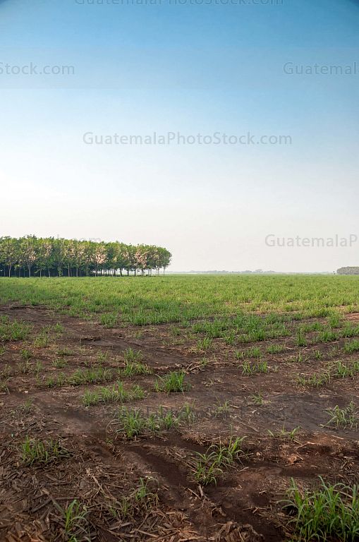 Campos de caña de azucar