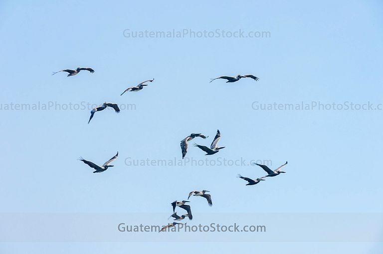 Pelicanos en vuelo