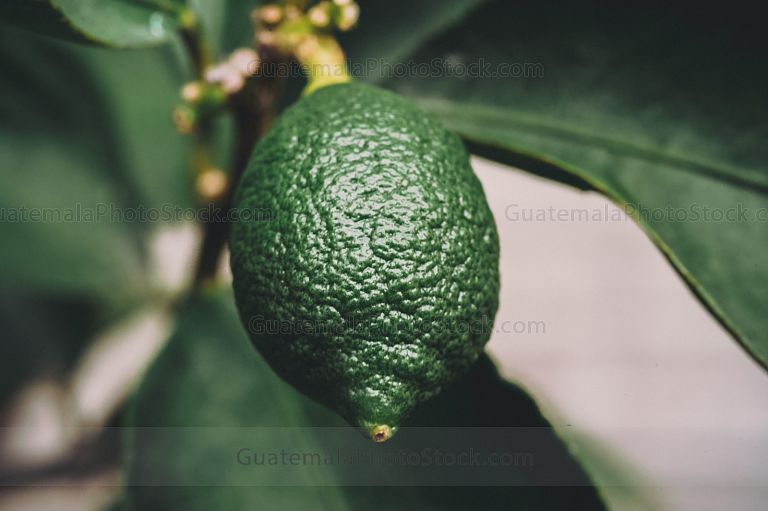 Limón