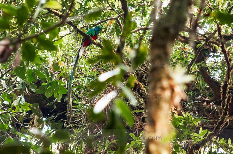 Quetzal