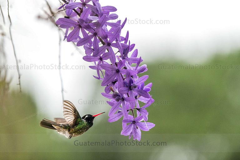 Colibrí