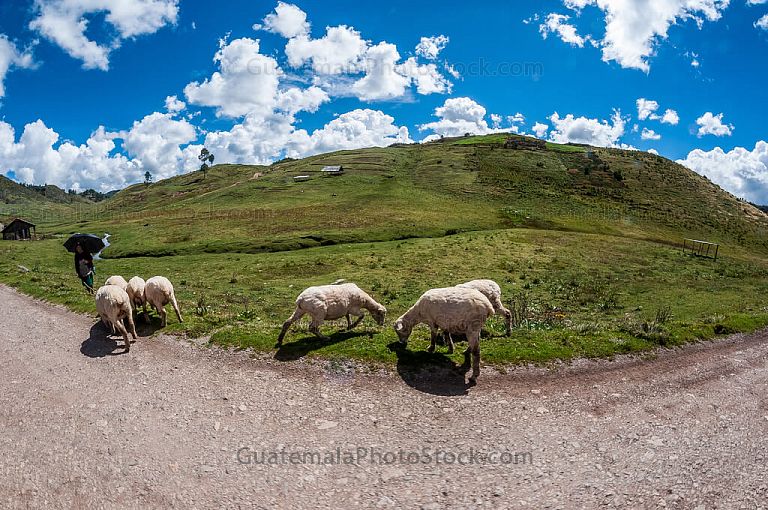 Ovejas