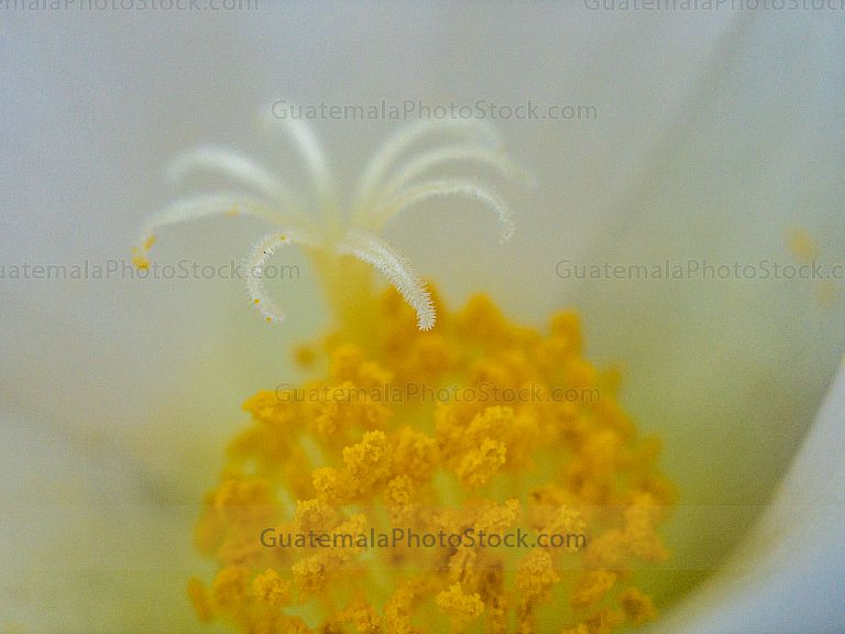 Macro flores