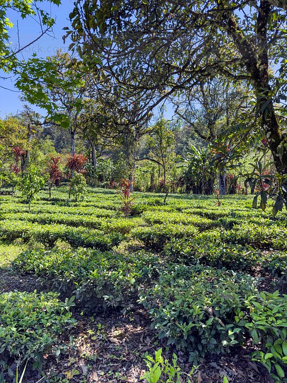 Campo agricola de la Cooperativa Chirrepec