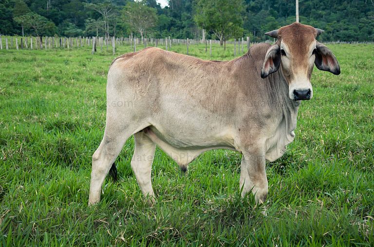 Ganado