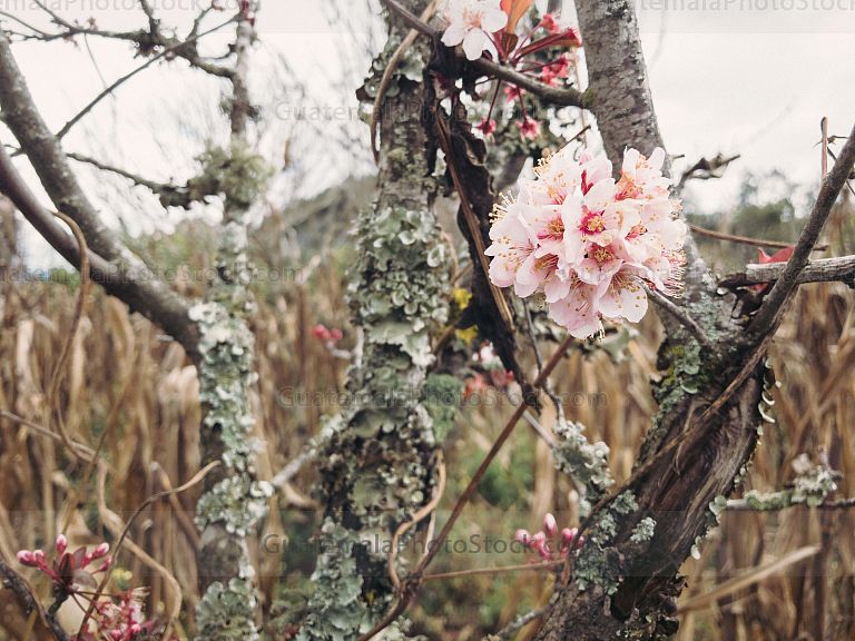 Flor de Cerezo
