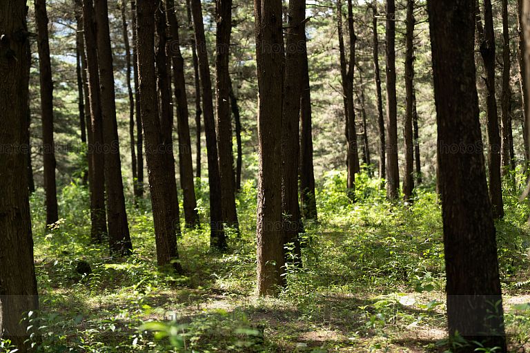 Bosque en Santa Lucia Milpas Altas