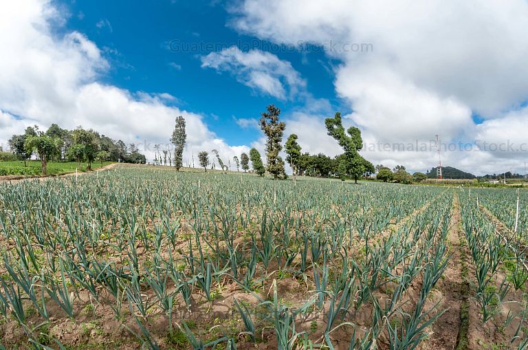 Campo agricola