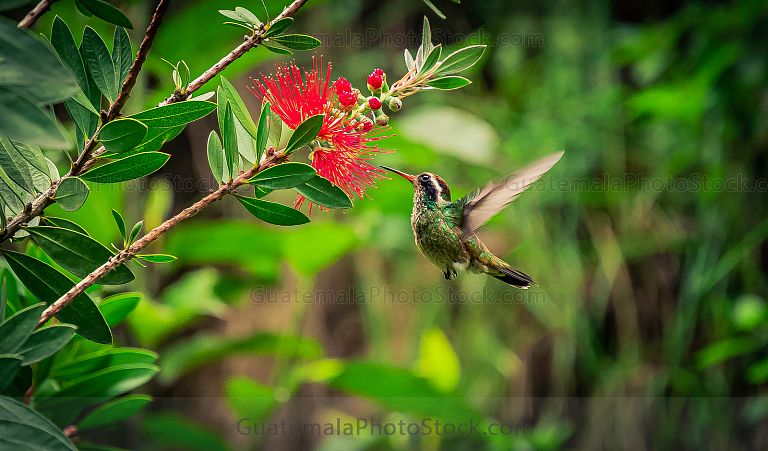 Colibri