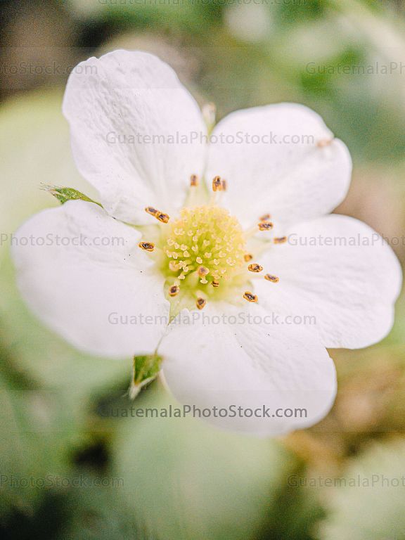 Macro fotografia