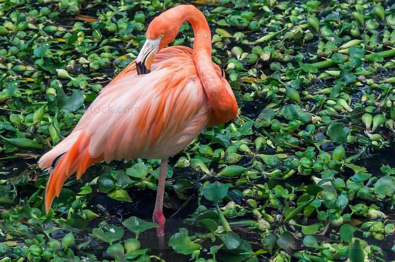 Flamingo
