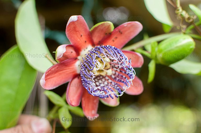 Flor de Maracuyá