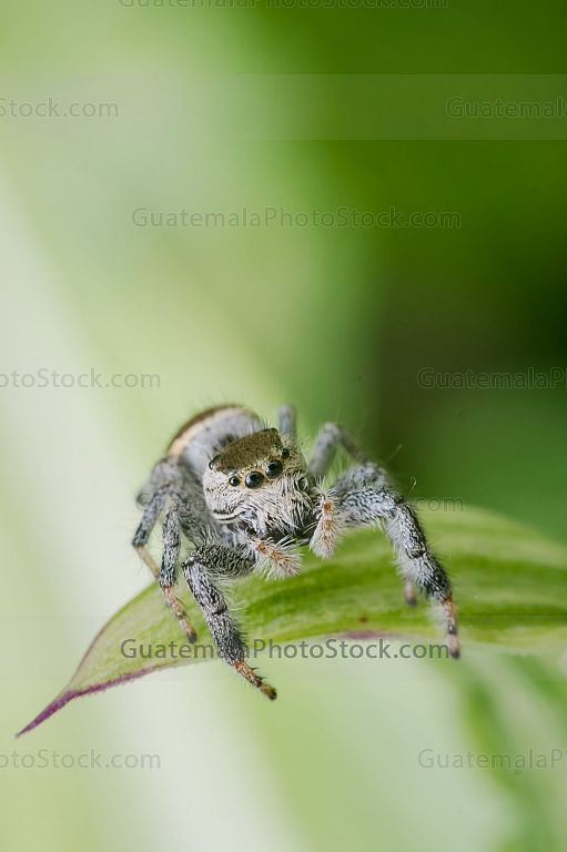 Araña saltarina