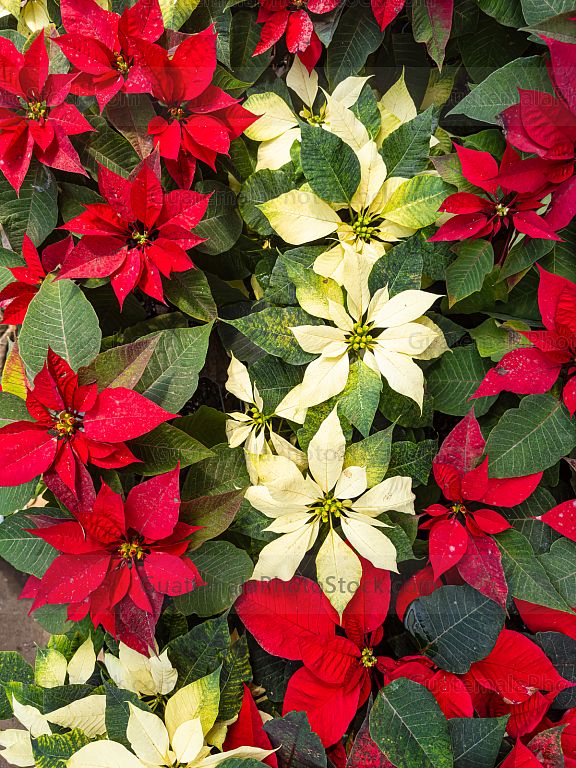 Pascuas navideñas