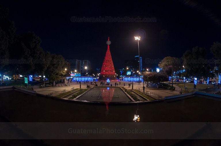 Árbol Gallo