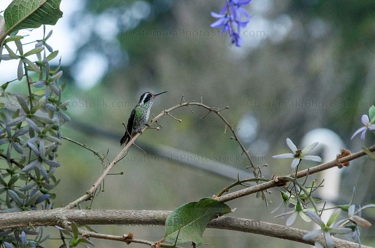 Colibrí