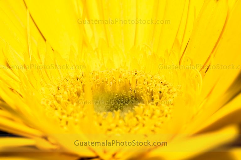 Gerbera amarilla