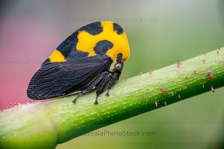 Macro fotografia