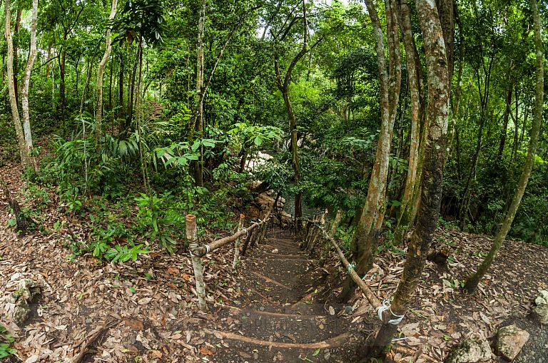Bosque de Selva Tropical