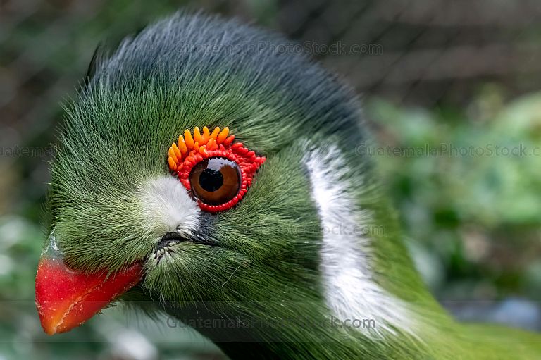 Turaco esmeralda con penacho en la selva tropical